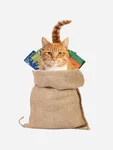 Cat in the bag